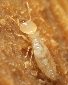 termite control shepparton